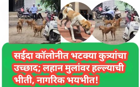 सईदा कॉलोनीत भटक्या कुत्र्यांचा उच्छाद; लहान मुलांवर हल्ल्याची भीती, नागरिक भयभीत!