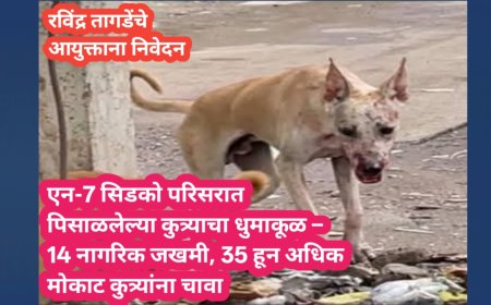 एन-7 सिडको परिसरात पिसाळलेल्या कुत्र्याचा धुमाकूळ – 14 नागरिक जखमी, 35 हून अधिक मोकाट कुत्र्यांना चावा