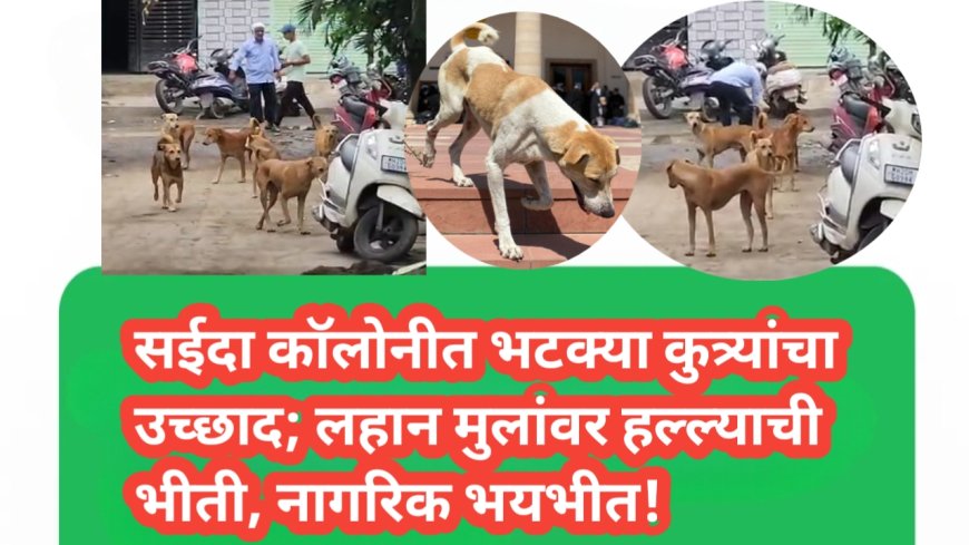 सईदा कॉलोनीत भटक्या कुत्र्यांचा उच्छाद; लहान मुलांवर हल्ल्याची भीती, नागरिक भयभीत!