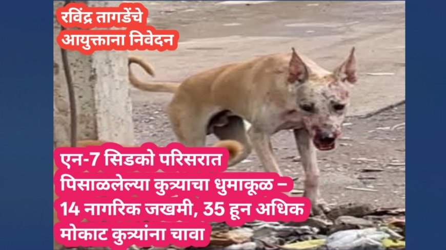 एन-7 सिडको परिसरात पिसाळलेल्या कुत्र्याचा धुमाकूळ – 14 नागरिक जखमी, 35 हून अधिक मोकाट कुत्र्यांना चावा