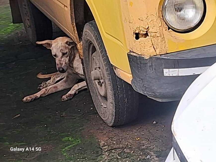 एन-7 सिडको परिसरात पिसाळलेल्या कुत्र्याचा धुमाकूळ – 14 नागरिक जखमी, 35 हून अधिक मोकाट कुत्र्यांना चावा