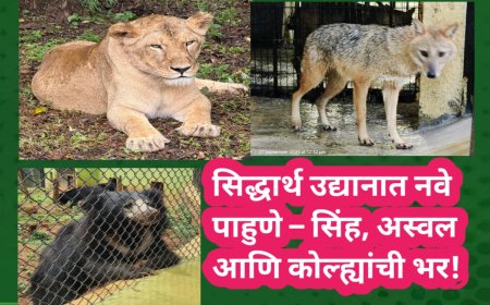 सिद्धार्थ उद्यानात नवे पाहुणे – सिंह, अस्वल आणि कोल्ह्यांची भर!
