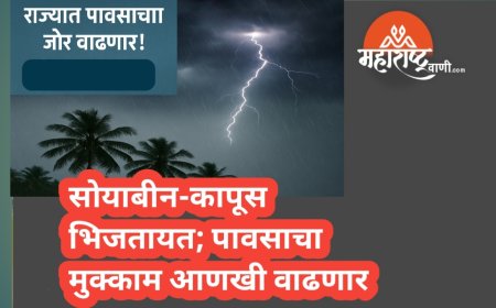 सोयाबीन-कापूस भिजतायत; पावसाचा मुक्काम आणखी वाढणार
