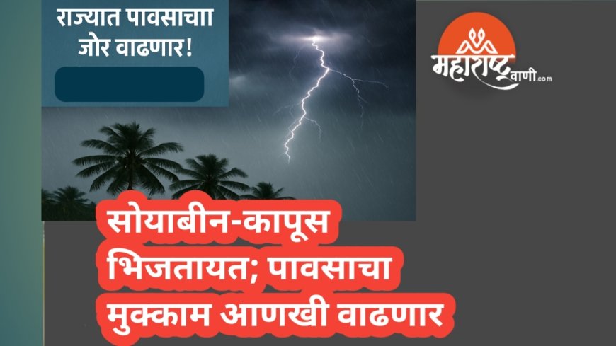 सोयाबीन-कापूस भिजतायत; पावसाचा मुक्काम आणखी वाढणार