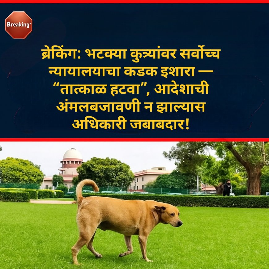 भटक्या कुत्र्यांवर सर्वोच्च न्यायालयाचा कडक इशारा — “तात्काळ हटवा”, आदेशाची अंमलबजावणी न झाल्यास अधिकारी जबाबदार!