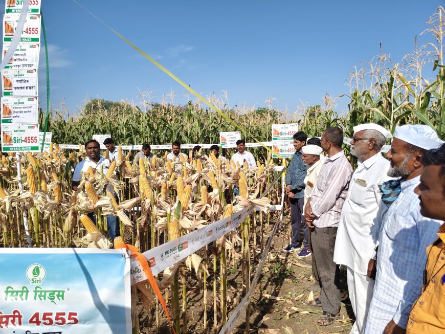 🌽 “Siri-4555 मका वाणाचा जलवा! बोडखा येथे 86 शेतकऱ्यांचा फील्ड डे उत्साहात संपन्न”