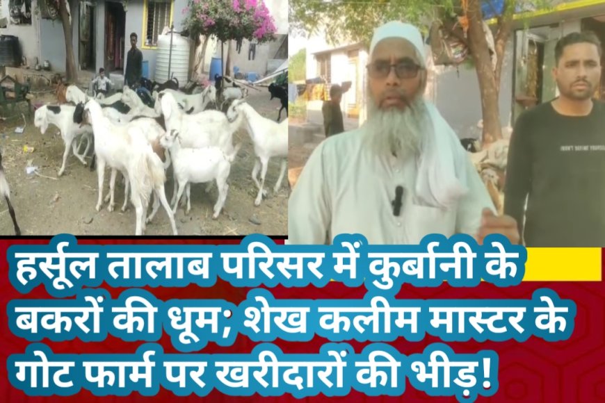 हर्सूल तालाब परिसर में कुर्बानी के बकरों की धूम; शेख कलीम मास्टर के गोट फार्म पर खरीदारों की भीड़!