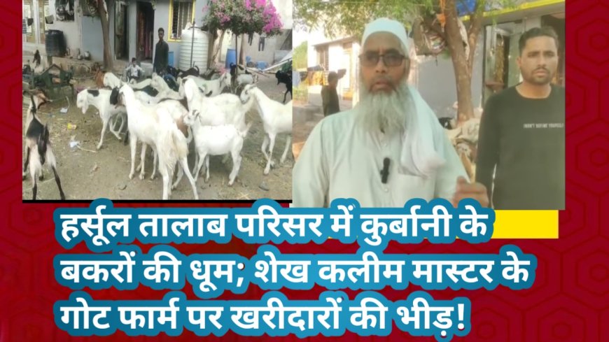हर्सूल तालाब परिसर में कुर्बानी के बकरों की धूम; शेख कलीम मास्टर के गोट फार्म पर खरीदारों की भीड़!