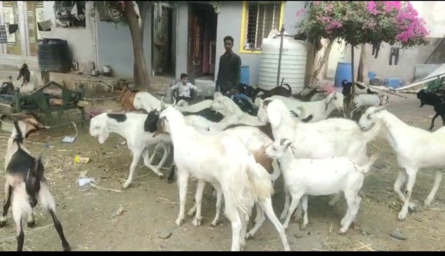हर्सूल तालाब परिसर में कुर्बानी के बकरों की धूम; शेख कलीम मास्टर के गोट फार्म पर खरीदारों की भीड़!