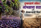 जांभळांचा विक्रमी सडा; निसर्ग देतोय दुष्काळाचा इशारा?