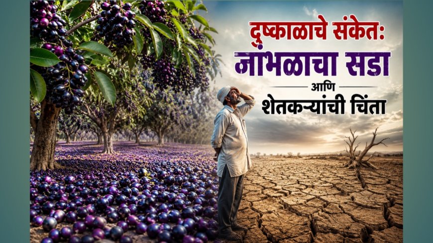 जांभळांचा विक्रमी सडा; निसर्ग देतोय दुष्काळाचा इशारा?