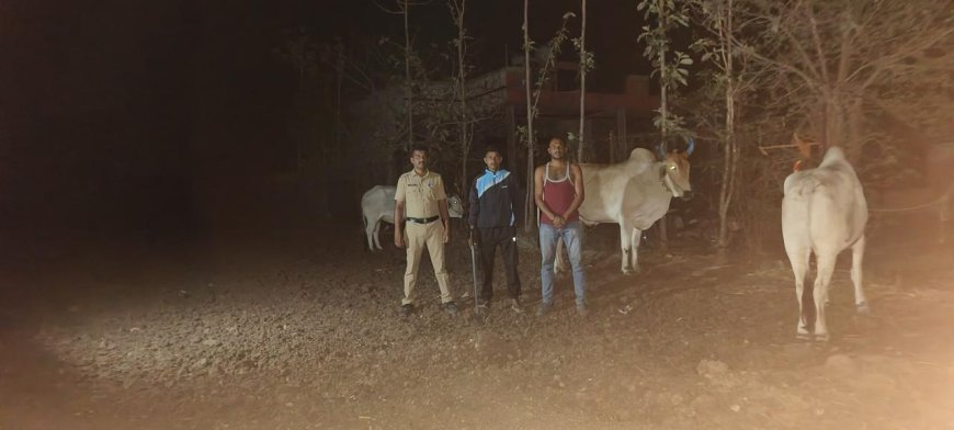 गोवंश तस्करांवर ग्रामीण पोलिसांचा मोठा प्रहार; २४ जनावरांची सुटका, ७३ लाखांचा मुद्देमाल जप्त