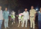 ग्रामीण पोलिसांची मोठी कारवाई; 14 गोवंशांची सुटका, 4 वाहने जप्त, 9.85 लाखांचा मुद्देमाल हस्तगत