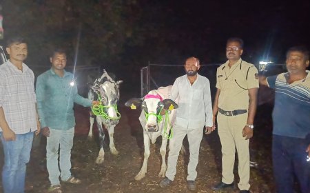 ग्रामीण पोलिसांची मोठी कारवाई; 14 गोवंशांची सुटका, 4 वाहने जप्त, 9.85 लाखांचा मुद्देमाल हस्तगत