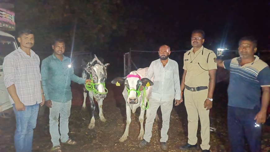 ग्रामीण पोलिसांची मोठी कारवाई; 14 गोवंशांची सुटका, 4 वाहने जप्त, 9.85 लाखांचा मुद्देमाल हस्तगत