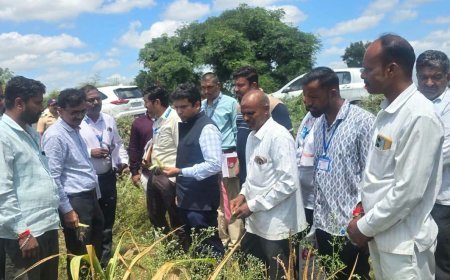 पिकांची स्थिती पाहण्यासाठी जिल्हाधिकारी थेट शेतात; पर्जन्यमान व पीक परिस्थितीवर बारकाईने लक्ष