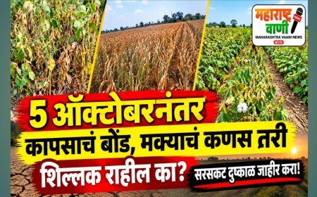 5 ऑक्टोबरनंतर कापसाचं बोंड, मक्याचं कणस तरी शिल्लक राहील का? सरसकट दुष्काळ जाहीर करा!
