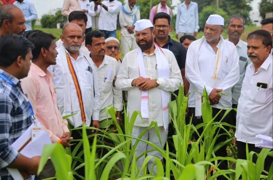 पावसाच्या दडीने पिके करपली; आमदार अब्दुल सत्तारांची बांधावर जाऊन पाहणी! सिल्लोड-सोयगाव तालुक्यातील नुकसानग्रस्त शेतकऱ्यांना दिलासा; तातडीने पंचनाम्याचे आदेश