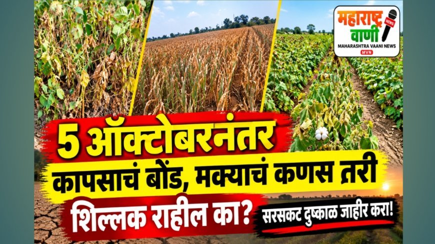 5 ऑक्टोबरनंतर कापसाचं बोंड, मक्याचं कणस तरी शिल्लक राहील का? सरसकट दुष्काळ जाहीर करा!