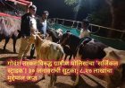 गोवंश तस्करांविरुद्ध ग्रामीण पोलिसांचा ‘सर्जिकल स्ट्राइक’! ३० जनावरांची सुटका; ८.२७ लाखांचा मुद्देमाल जप्त