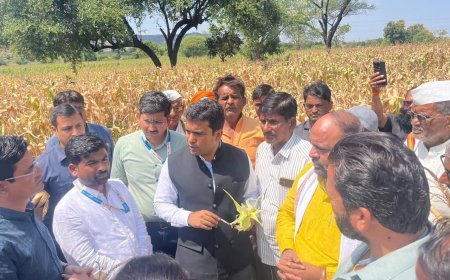 दुष्काळाच्या झळा जाणून घेण्यासाठी जिल्हाधिकारी बांधावर; पीक पाहणीसह शेतकऱ्यांशी थेट संवाद