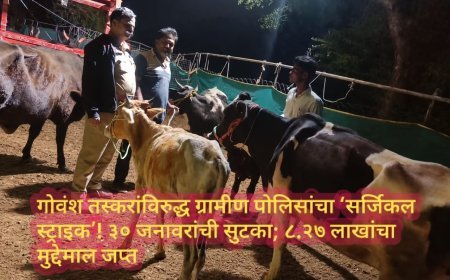 गोवंश तस्करांविरुद्ध ग्रामीण पोलिसांचा ‘सर्जिकल स्ट्राइक’! ३० जनावरांची सुटका; ८.२७ लाखांचा मुद्देमाल जप्त