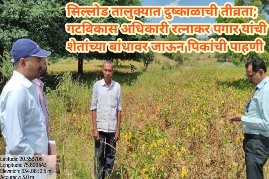 सिल्लोड तालुक्यात दुष्काळाची तीव्रता; गटविकास अधिकारी रत्नाकर पगार यांची शेतांच्या बांधावर जाऊन पिकांची पाहणी