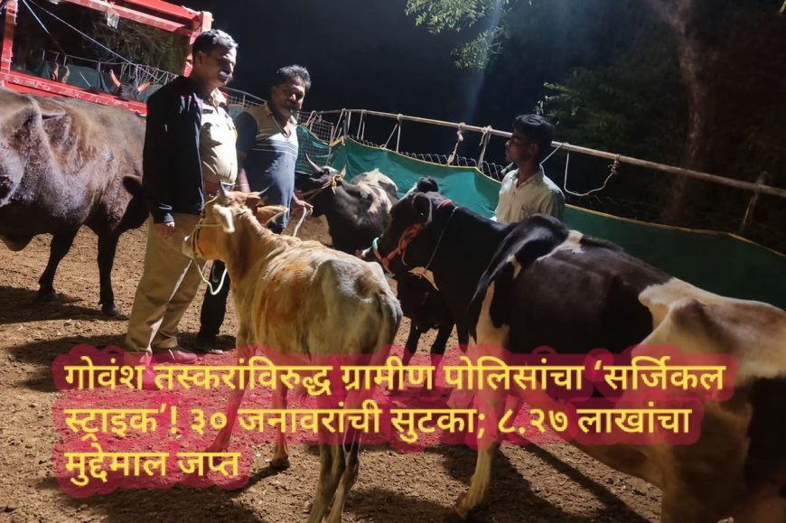 गोवंश तस्करांविरुद्ध ग्रामीण पोलिसांचा ‘सर्जिकल स्ट्राइक’! ३० जनावरांची सुटका; ८.२७ लाखांचा मुद्देमाल जप्त