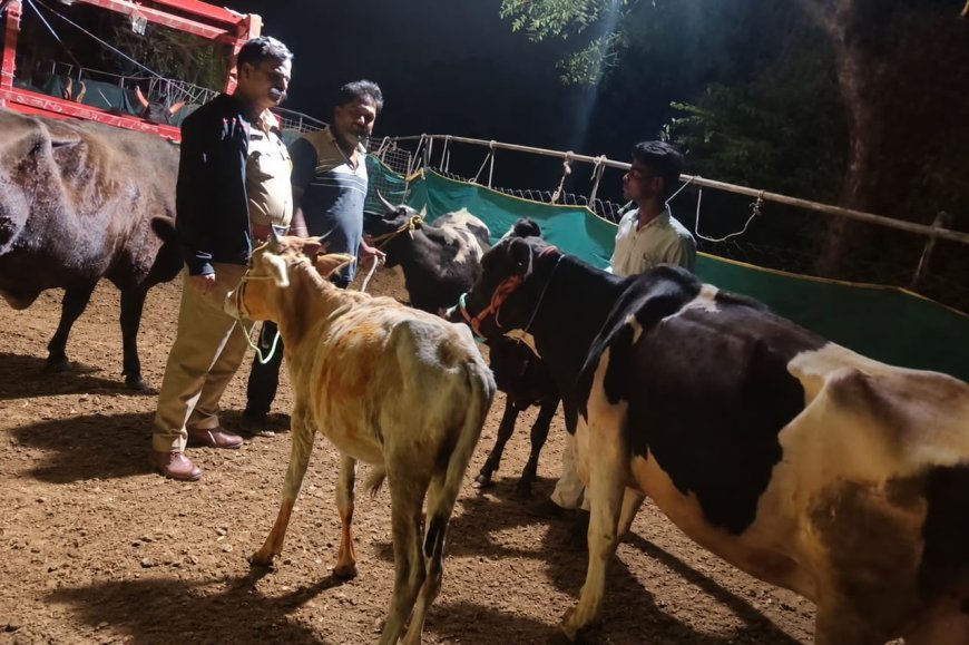 गोवंश तस्करांविरुद्ध ग्रामीण पोलिसांचा ‘सर्जिकल स्ट्राइक’! ३० जनावरांची सुटका; ८.२७ लाखांचा मुद्देमाल जप्त